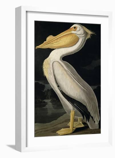 American White Pelican, from Birds of America, Engraved by Robert Havell-John James Audubon-Framed Giclee Print