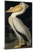 American White Pelican, from Birds of America, Engraved by Robert Havell-John James Audubon-Mounted Giclee Print