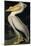 American White Pelican, from Birds of America, Engraved by Robert Havell-John James Audubon-Mounted Giclee Print