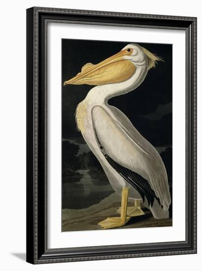 American White Pelican, from Birds of America, Engraved by Robert Havell-John James Audubon-Framed Giclee Print