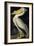 American White Pelican, from Birds of America, Engraved by Robert Havell-John James Audubon-Framed Giclee Print