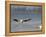 American White Pelican (Pelecanus Erythrorhynchos) Fishing, Yellowstone National Park-null-Framed Premier Image Canvas