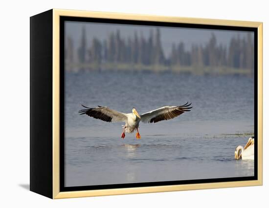 American White Pelican (Pelecanus Erythrorhynchos) Fishing, Yellowstone National Park-null-Framed Premier Image Canvas