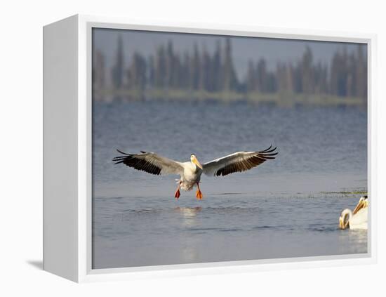 American White Pelican (Pelecanus Erythrorhynchos) Fishing, Yellowstone National Park-null-Framed Premier Image Canvas