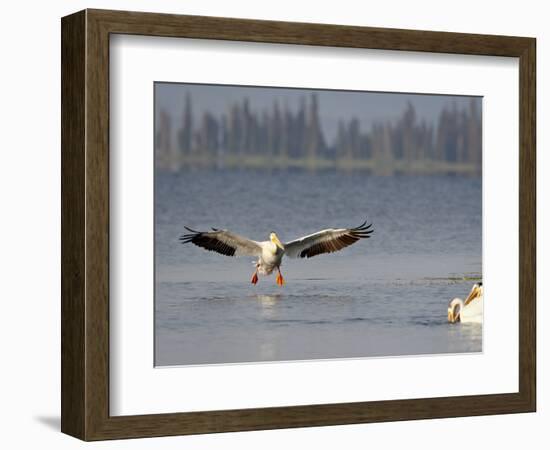 American White Pelican (Pelecanus Erythrorhynchos) Fishing, Yellowstone National Park-null-Framed Photographic Print