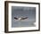 American White Pelican (Pelecanus Erythrorhynchos) Fishing, Yellowstone National Park-null-Framed Photographic Print