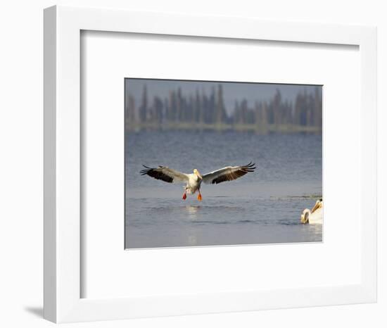 American White Pelican (Pelecanus Erythrorhynchos) Fishing, Yellowstone National Park-null-Framed Photographic Print