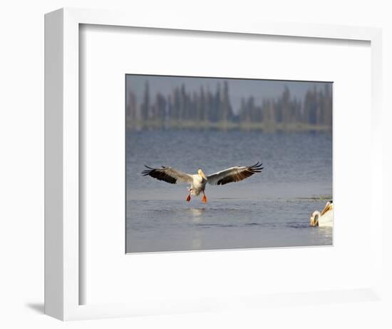 American White Pelican (Pelecanus Erythrorhynchos) Fishing, Yellowstone National Park-null-Framed Photographic Print