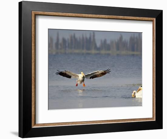 American White Pelican (Pelecanus Erythrorhynchos) Fishing, Yellowstone National Park-null-Framed Photographic Print