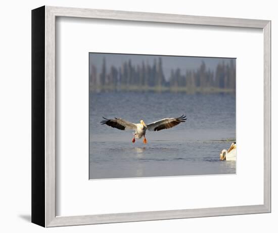 American White Pelican (Pelecanus Erythrorhynchos) Fishing, Yellowstone National Park-null-Framed Photographic Print