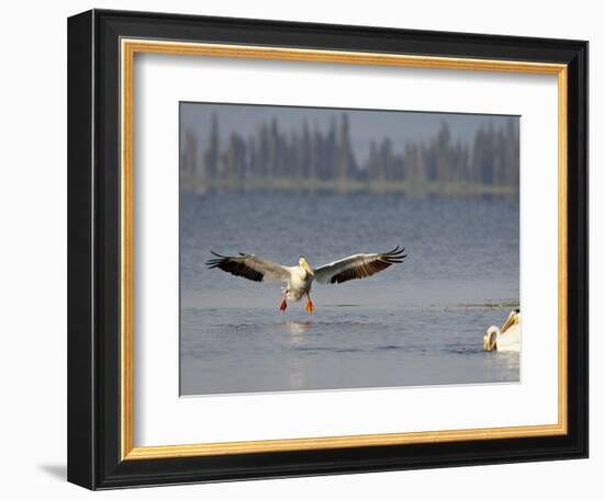 American White Pelican (Pelecanus Erythrorhynchos) Fishing, Yellowstone National Park-null-Framed Photographic Print