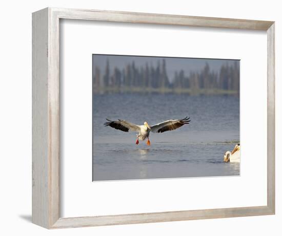 American White Pelican (Pelecanus Erythrorhynchos) Fishing, Yellowstone National Park-null-Framed Photographic Print