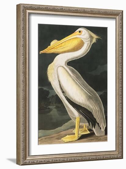 American White Pelican, Pelecanus Erythrorhynchos, from the Birds of America by John J. Audubon, Pu-John James Audubon-Framed Giclee Print