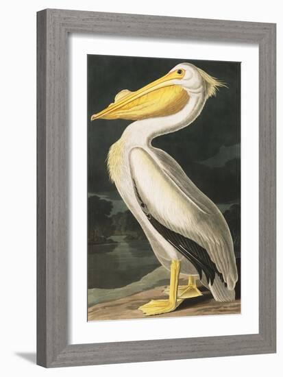 American White Pelican, Pelecanus Erythrorhynchos, from the Birds of America by John J. Audubon, Pu-John James Audubon-Framed Giclee Print