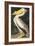 American White Pelican, Pelecanus Erythrorhynchos, from the Birds of America by John J. Audubon, Pu-John James Audubon-Framed Giclee Print