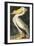 American White Pelican, Pelecanus Erythrorhynchos, from the Birds of America by John J. Audubon, Pu-John James Audubon-Framed Giclee Print