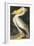 American White Pelican, Pelecanus Erythrorhynchos, from the Birds of America by John J. Audubon, Pu-John James Audubon-Framed Giclee Print