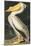 American White Pelican, Pelecanus Erythrorhynchos, from the Birds of America by John J. Audubon, Pu-John James Audubon-Mounted Giclee Print