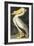 American White Pelican, Pelecanus Erythrorhynchos, from the Birds of America by John J. Audubon, Pu-John James Audubon-Framed Giclee Print