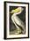 American White Pelican, Pelecanus Erythrorhynchos, from the Birds of America by John J. Audubon, Pu-John James Audubon-Framed Giclee Print