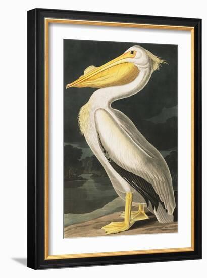 American White Pelican, Pelecanus Erythrorhynchos, from the Birds of America by John J. Audubon, Pu-John James Audubon-Framed Giclee Print