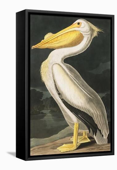 American White Pelican, Pelecanus Erythrorhynchos, from the Birds of America by John J. Audubon, Pu-John James Audubon-Framed Premier Image Canvas