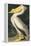 American White Pelican, Pelecanus Erythrorhynchos, from the Birds of America by John J. Audubon, Pu-John James Audubon-Framed Premier Image Canvas