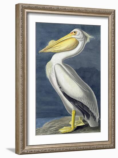 American White Pelican, Pelecanus Erythrorhynchos, from the Birds of America by John J. Audubon, Pu-John James Audubon-Framed Giclee Print