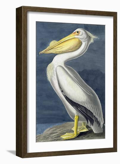 American White Pelican, Pelecanus Erythrorhynchos, from the Birds of America by John J. Audubon, Pu-John James Audubon-Framed Giclee Print