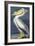 American White Pelican, Pelecanus Erythrorhynchos, from the Birds of America by John J. Audubon, Pu-John James Audubon-Framed Giclee Print