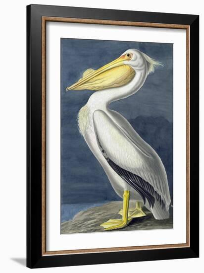 American White Pelican, Pelecanus Erythrorhynchos, from the Birds of America by John J. Audubon, Pu-John James Audubon-Framed Giclee Print