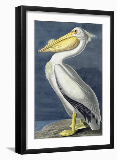 American White Pelican, Pelecanus Erythrorhynchos, from the Birds of America by John J. Audubon, Pu-John James Audubon-Framed Giclee Print