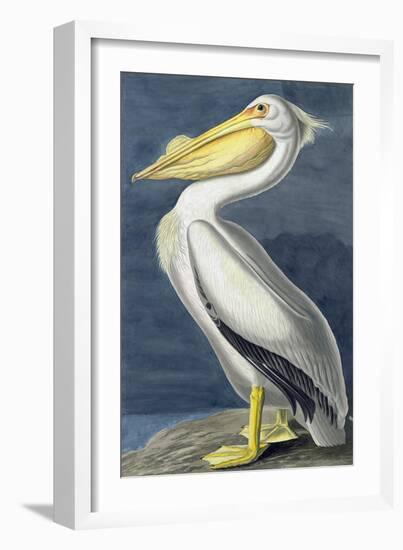 American White Pelican, Pelecanus Erythrorhynchos, from the Birds of America by John J. Audubon, Pu-John James Audubon-Framed Giclee Print