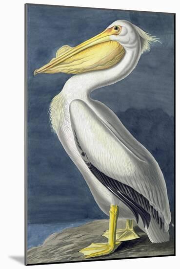 American White Pelican, Pelecanus Erythrorhynchos, from the Birds of America by John J. Audubon, Pu-John James Audubon-Mounted Giclee Print