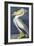 American White Pelican, Pelecanus Erythrorhynchos, from the Birds of America by John J. Audubon, Pu-John James Audubon-Framed Giclee Print