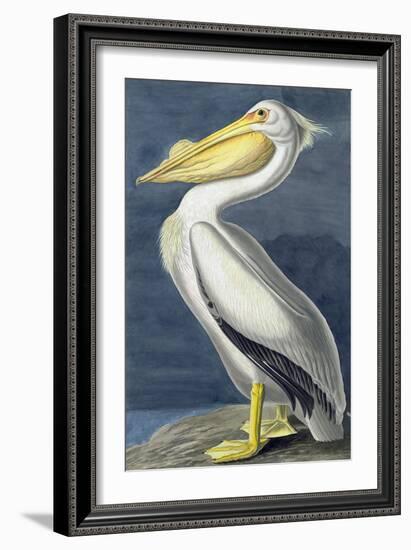 American White Pelican, Pelecanus Erythrorhynchos, from the Birds of America by John J. Audubon, Pu-John James Audubon-Framed Giclee Print