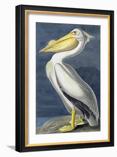 American White Pelican, Pelecanus Erythrorhynchos, from the Birds of America by John J. Audubon, Pu-John James Audubon-Framed Giclee Print