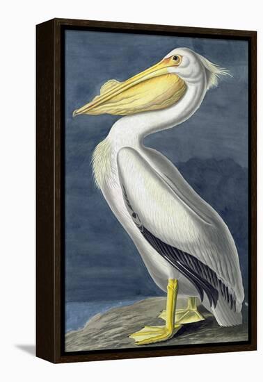 American White Pelican, Pelecanus Erythrorhynchos, from the Birds of America by John J. Audubon, Pu-John James Audubon-Framed Premier Image Canvas