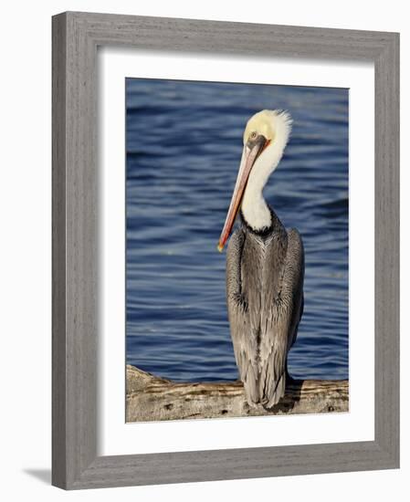 American White Pelican, Sonny Bono Salton Sea National Wildlife Refuge-James Hager-Framed Photographic Print