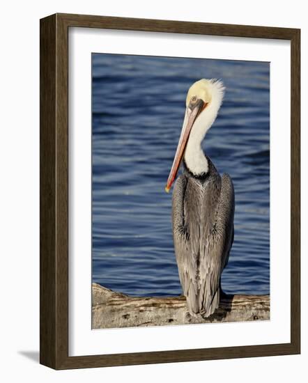 American White Pelican, Sonny Bono Salton Sea National Wildlife Refuge-James Hager-Framed Photographic Print