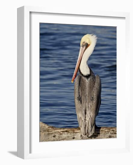 American White Pelican, Sonny Bono Salton Sea National Wildlife Refuge-James Hager-Framed Photographic Print