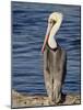 American White Pelican, Sonny Bono Salton Sea National Wildlife Refuge-James Hager-Mounted Photographic Print