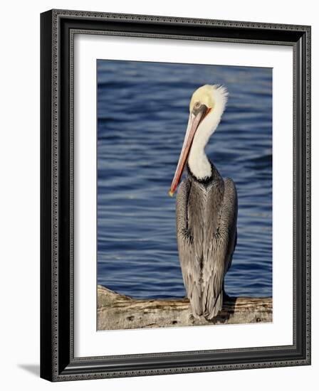 American White Pelican, Sonny Bono Salton Sea National Wildlife Refuge-James Hager-Framed Photographic Print