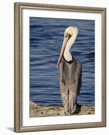 American White Pelican, Sonny Bono Salton Sea National Wildlife Refuge-James Hager-Framed Photographic Print