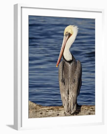 American White Pelican, Sonny Bono Salton Sea National Wildlife Refuge-James Hager-Framed Photographic Print