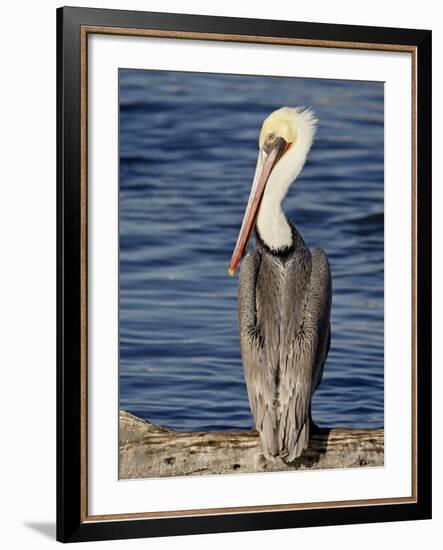 American White Pelican, Sonny Bono Salton Sea National Wildlife Refuge-James Hager-Framed Photographic Print