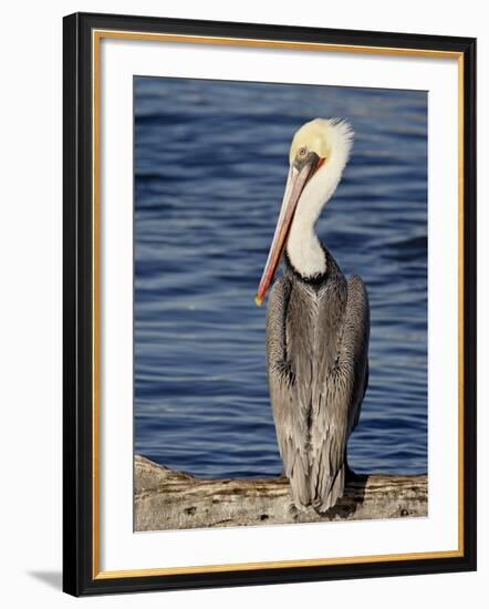 American White Pelican, Sonny Bono Salton Sea National Wildlife Refuge-James Hager-Framed Photographic Print