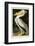 American White Pelican-John James Audubon-Framed Art Print