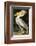 American White Pelican-John James Audubon-Framed Art Print