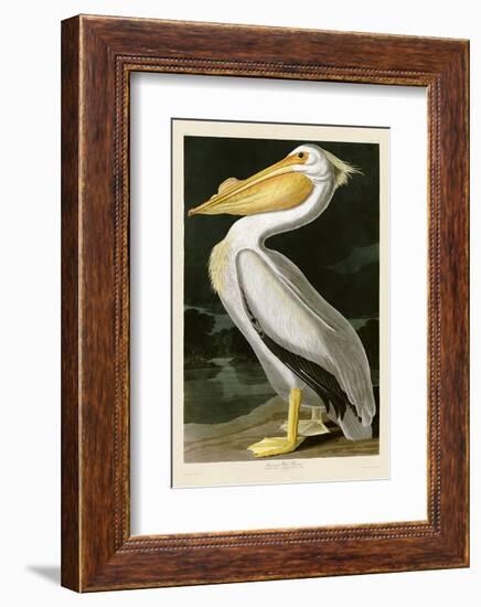 American White Pelican-John James Audubon-Framed Art Print